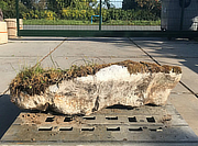 Buy Austrian Ornamental Rock for sale - YO06020055