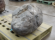 Buy Ibiguro Stone, Japanese Ornamental Rock for sale - YO06010274