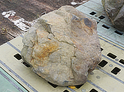 Buy Ibiguro Stone, Japanese Ornamental Rock for sale - YO06010459