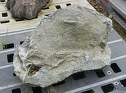 Buy Ibiguro Stone, Japanese Ornamental Rock for sale - YO06010467