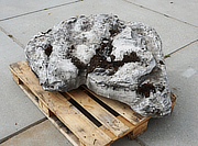 Buy Irish Coastal Limestone, Ornamental Rock for sale - YO06020095