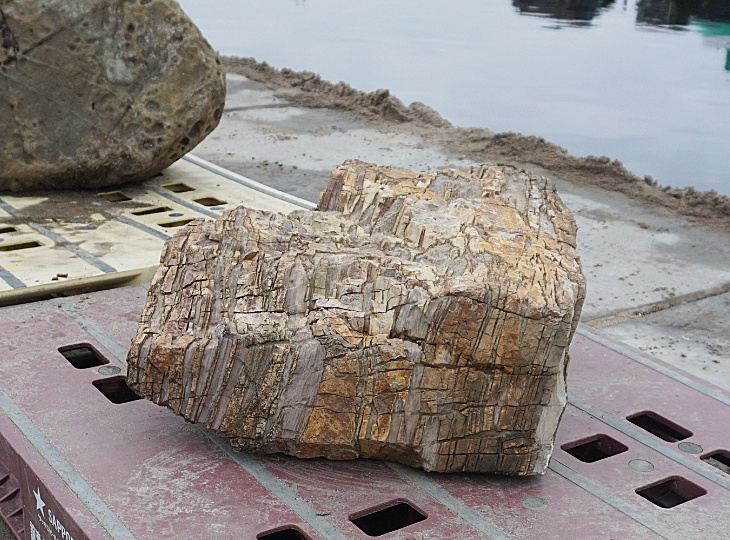 Keikaboku Petrified Wood, Japanese Ornamental Rock - YO06010217
