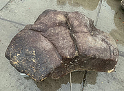 Kikkou Seki Stone, Japanese Ornamental Rock - YO06010106