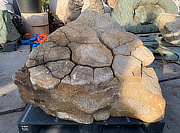 Buy Kikkou Seki Stone, Japanese Ornamental Rock for sale - YO06010110