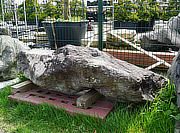 Buy Kimachi Stone, Japanese Ornamental Rock for sale - YO06010302