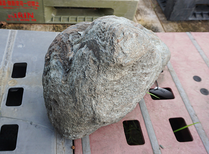 Shikoku Stone, Japanese Ornamental Rock - YO06010448