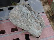 Buy Shikoku Stone, Japanese Ornamental Rock for sale - YO06010448