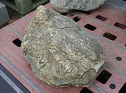 Buy Shikoku Stone, Japanese Ornamental Rock for sale - YO06010449