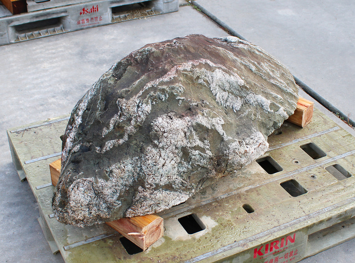 Shikoku Stone, Japanese Ornamental Rock - YO06010568