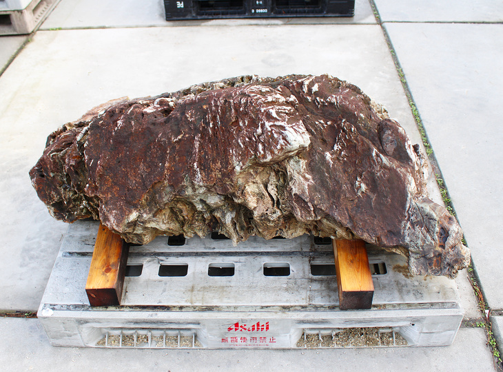 Shikoku Stone, Japanese Ornamental Rock - YO06010569