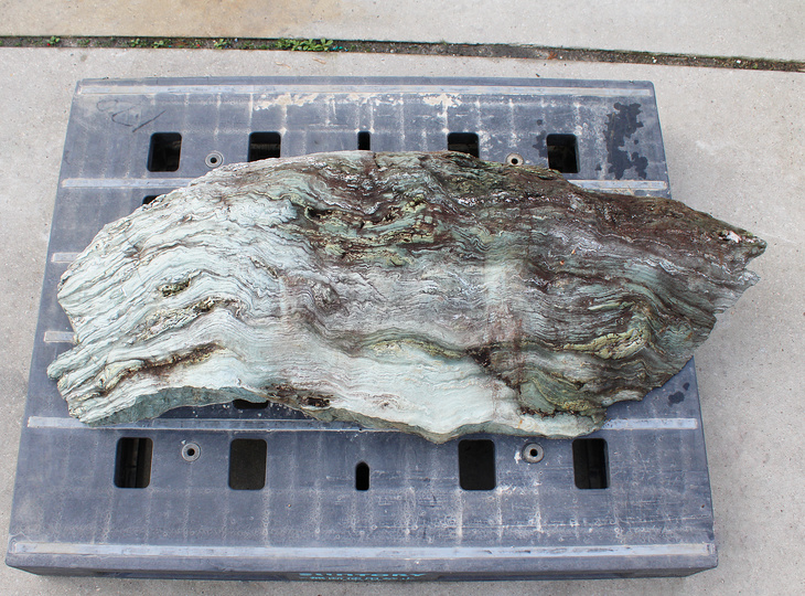 Shikoku Steen, Japanse Siersteen - YO06010583