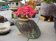 Buy Shikoku Daiseki, Japanese Display Stone for sale - YO07010159