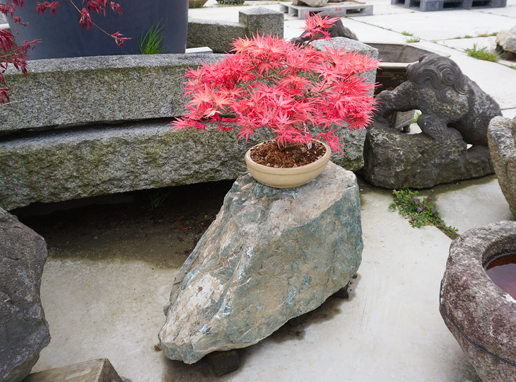 Shikoku Daiseki, Japanese Display Stone - YO07010161