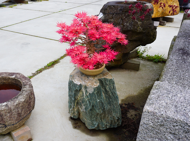 Shikoku Daiseki, Japanese Display Stone - YO07010161