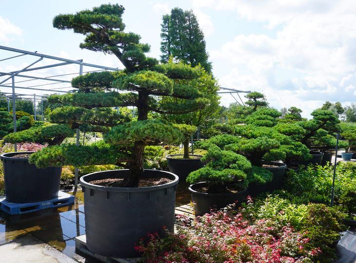 Pinus Parviflora, Japanese White Pine Garden Trees - YO41010001