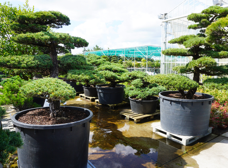 Pinus Parviflora, Japanese White Pine Garden Trees - YO41010001