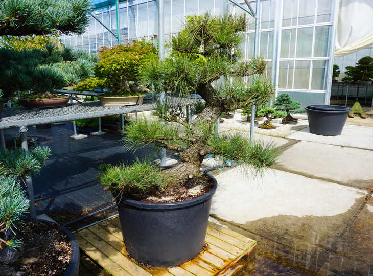 Pinus Thunbergii, Japanese Black Pine Garden Trees - YO41010002