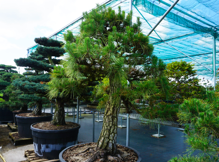 Pinus Thunbergii, Japanese Black Pine Garden Trees - YO41010002
