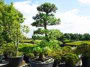 Buy Pinus Thunbergii, Japanese Black Pine Garden Trees for sale - YO41010002