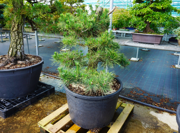 Pinus Thunbergii, Japanse Zwarte Den Tuinbomen - YO41010002
