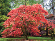 Japanese Maples For Sale