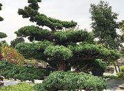 Japanse Pinus, Witte Den, Zwarte Den, Rode Den te Koop
