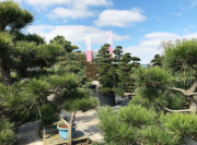 Japanse Bomen, Struiken & Planten Te Koop