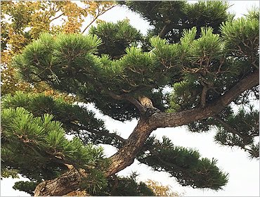 Yokoso Japanese Gardens Trees shrubes plants