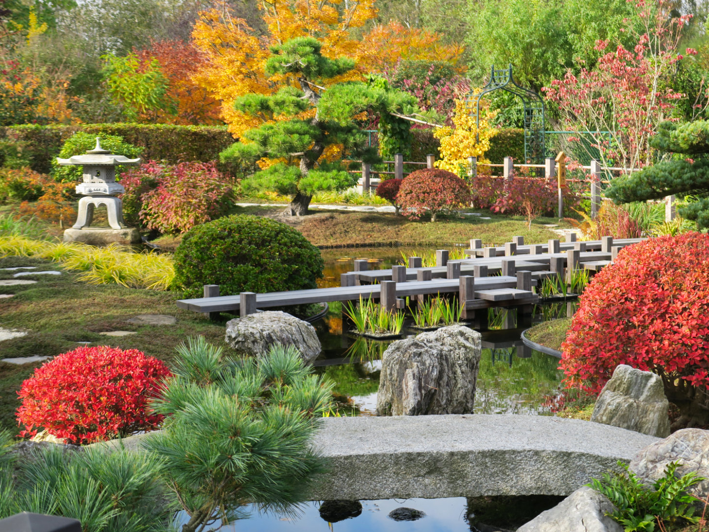 a Japanese pond garden in the spring season