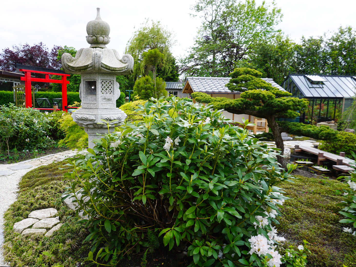 a Kasuga Stone Lantern and white pine in a Japanese strolling garden