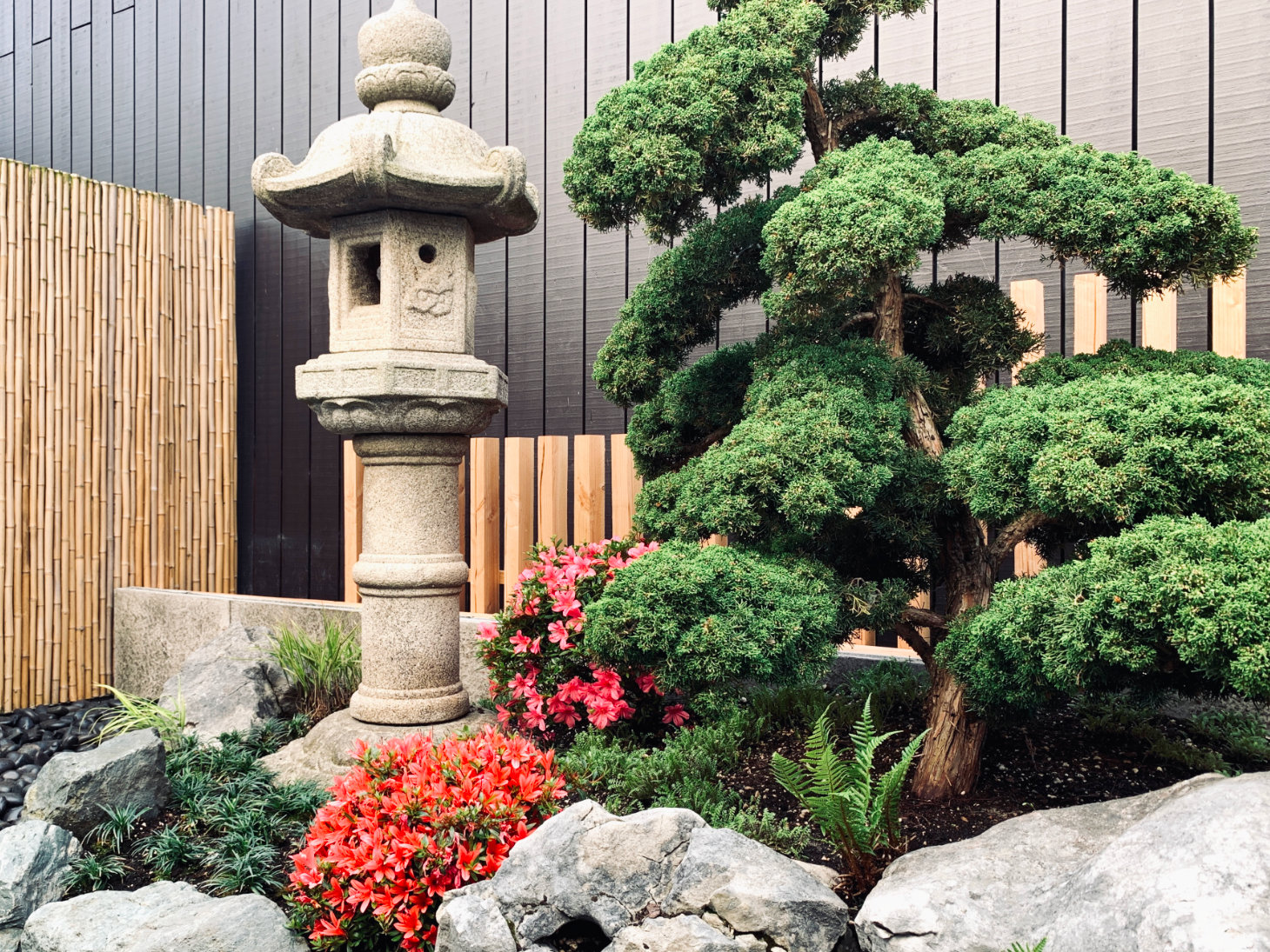 Een Japanse tuin met Azaleas en een jeneverbes
