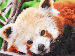 Dierentuin Avifauna Japans Pandaverblijf Ontwerp
