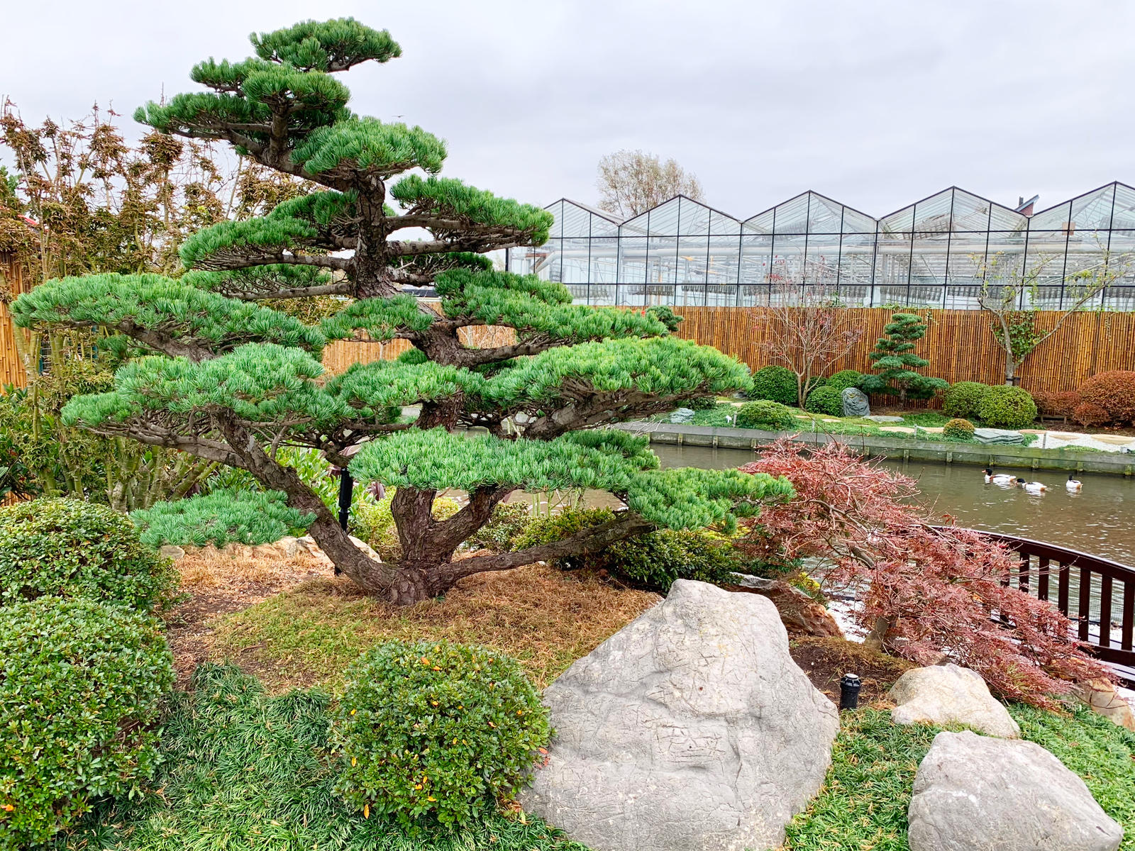 Japanese Niwaki Trees and Plants for Sale, White Pine Landscape