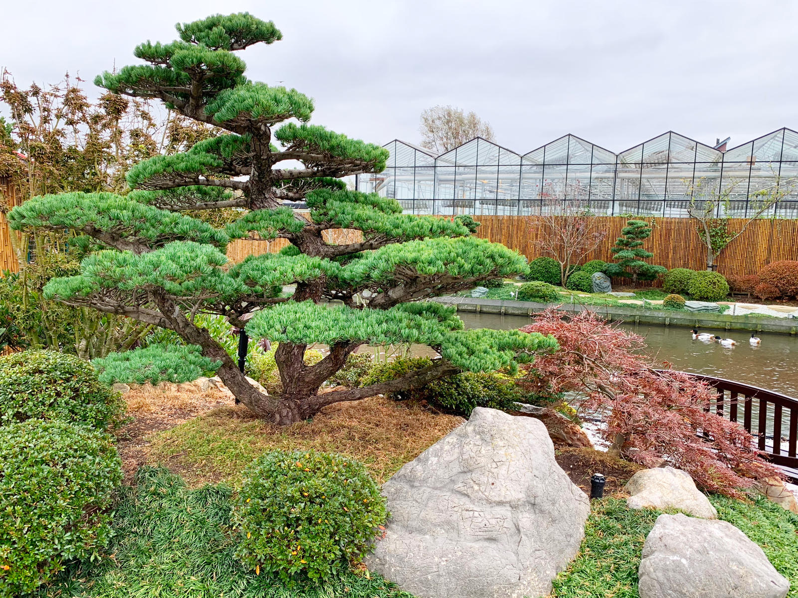 Uitputten Ik was verrast keuken Japanse Bomen en Planten Te Koop, Authentieke Japanse Tuin Beplanting