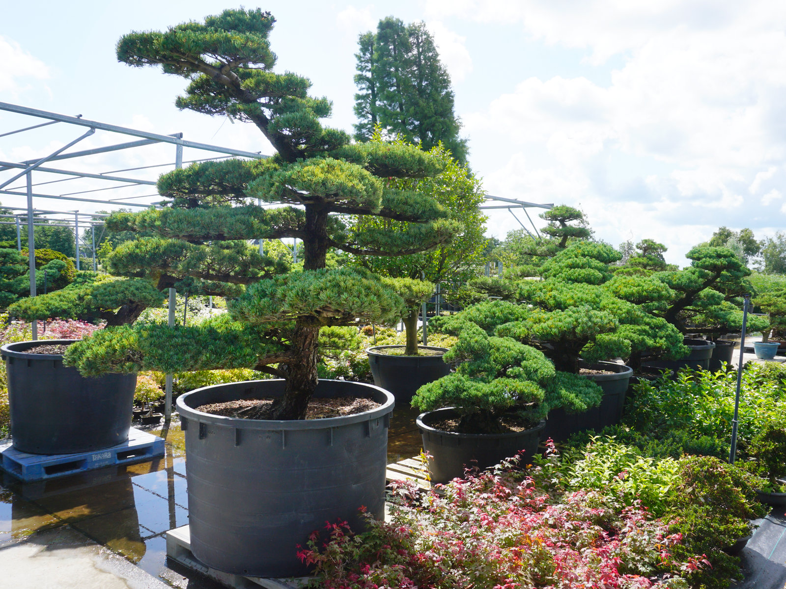 Japanese Niwaki Trees and Plants for Sale, White Pine and Maple