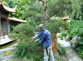 Japanese Garden Maintenance
